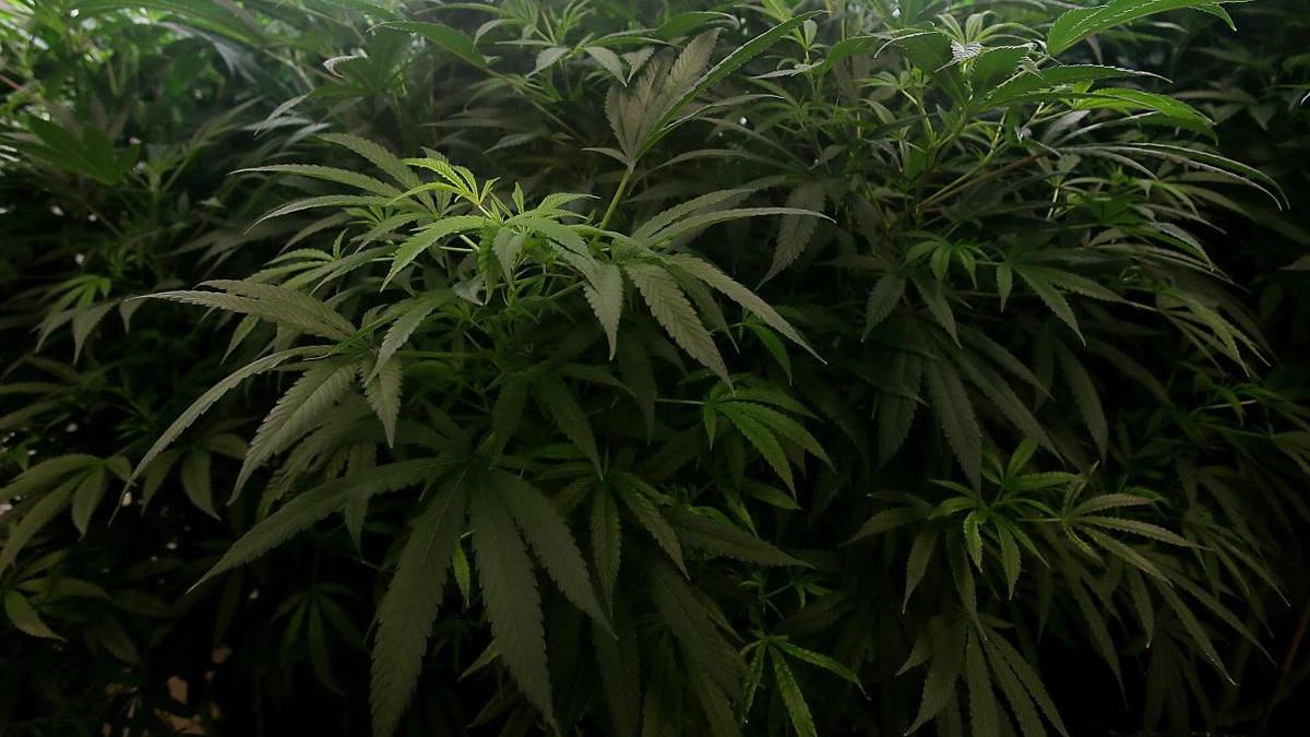 Arizona AG withdraws argument against hashish for medical-marijuana patients